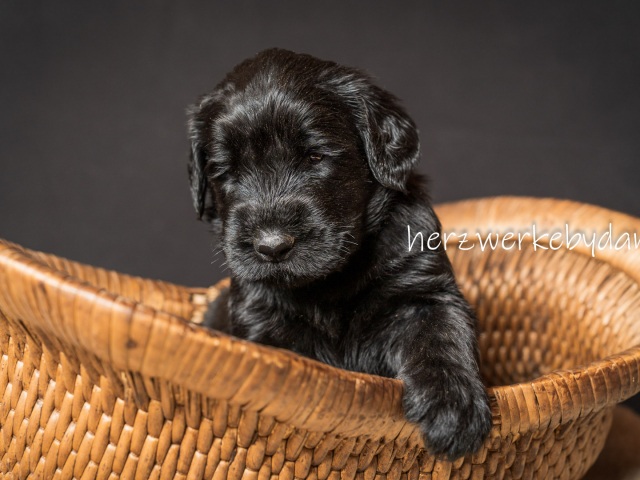 Herr Blau nach 30 Tagen